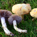 Stropharia coronilla - Photo 由 noah_siegel 所上傳的 (c) noah_siegel，保留部份權利CC BY-NC-SA