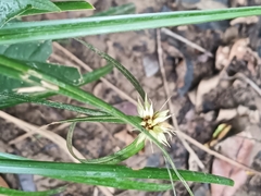 Amazon sword plant (Rhynchospora amazonica)