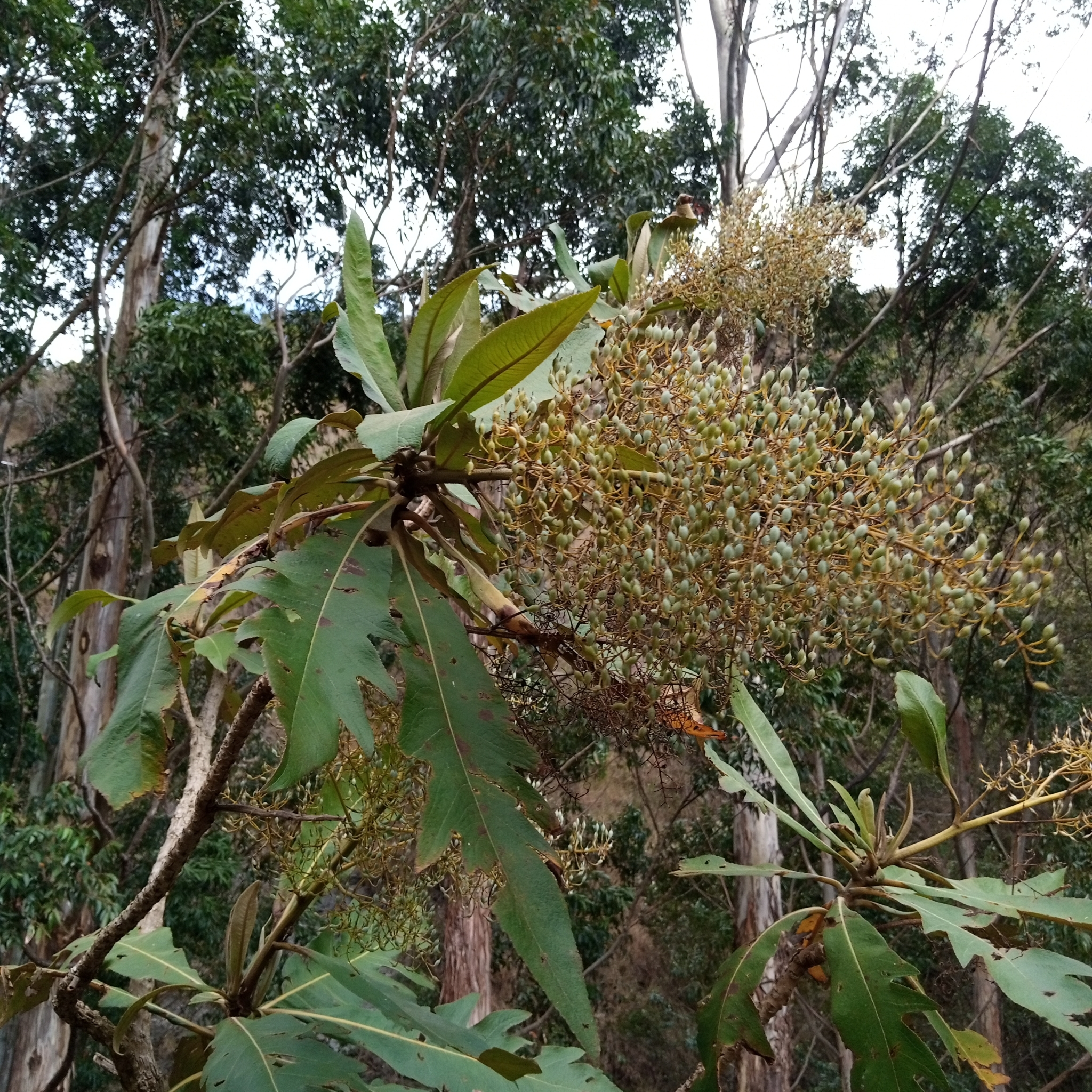 Bocconia image