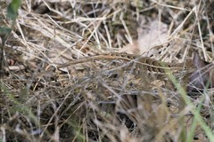 Sceloporus scalaris