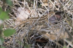 Sceloporus scalaris