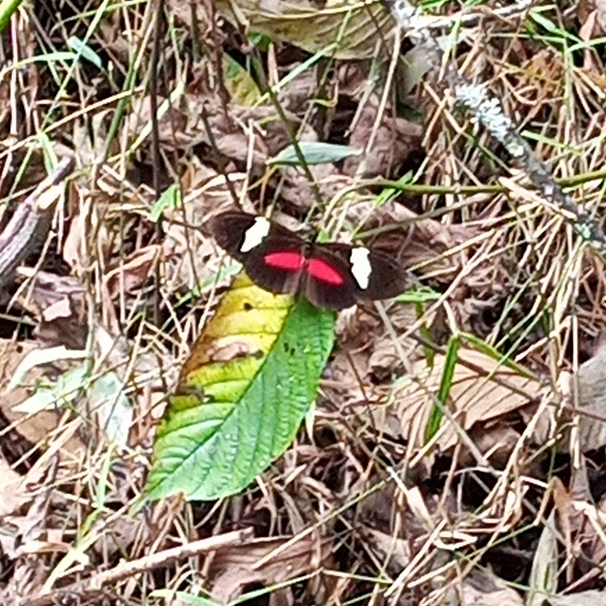 Heliconiinae image