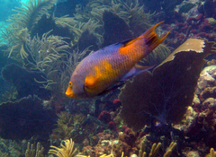 Bodianus rufus