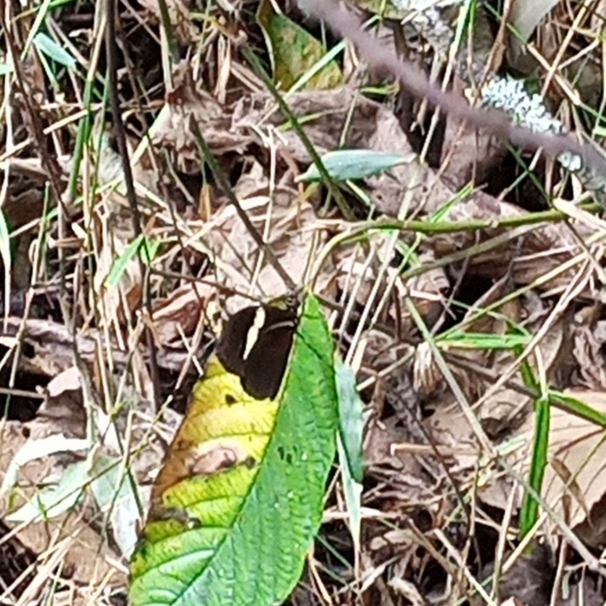 Heliconius himera image