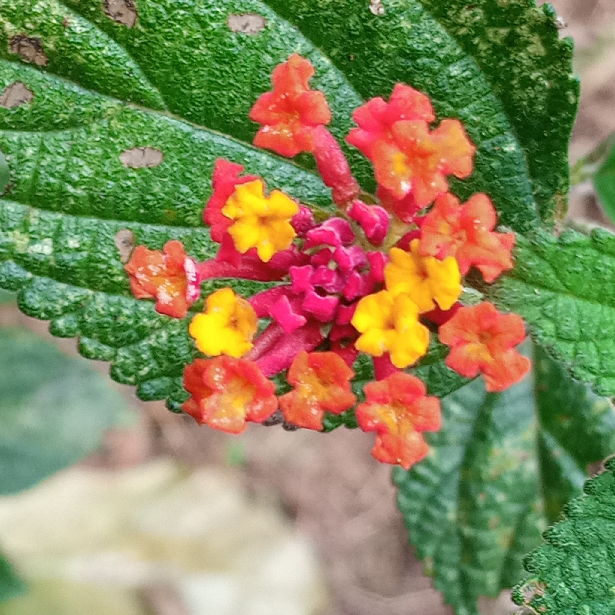 Lantana image
