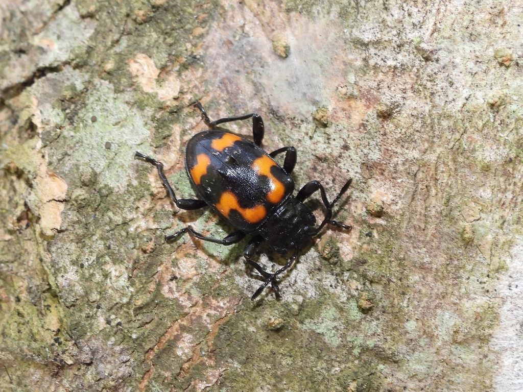 Spathomeles dohrnii