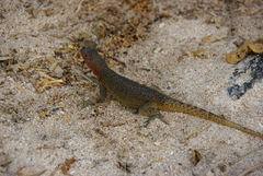 Microlophus delanonis