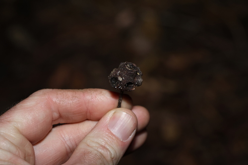 Image of Satinay by (c) Greg Tasney, some rights reserved (CC BY-SA)