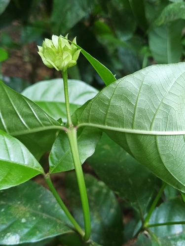 Palicourea justiciifolia (Palicourea justiciifolia)