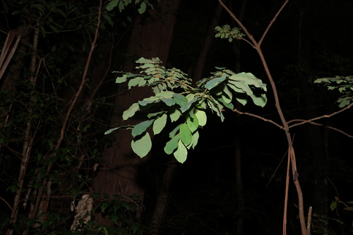 Image of Archidendron lovelliae by (c) Greg Tasney, some rights reserved (CC BY-SA)
