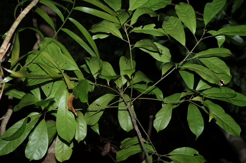 Image of Elaeocarpus eumundi by (c) Greg Tasney, some rights reserved (CC BY-SA)