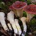 Scaly Chanterelle - Photo (c) noah_siegel, some rights reserved (CC BY-NC-SA), uploaded by noah_siegel