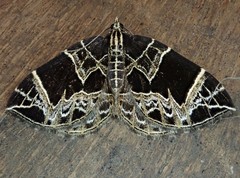 Gandaritis atricolorata