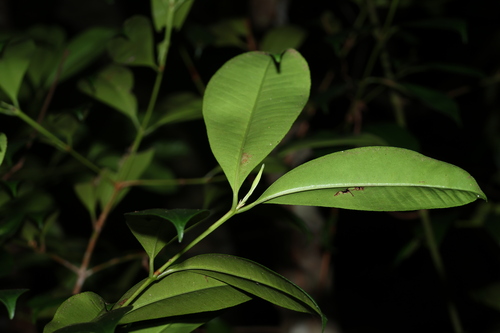 Image of Syzygium johnsonii by (c) Greg Tasney, some rights reserved (CC BY-SA)