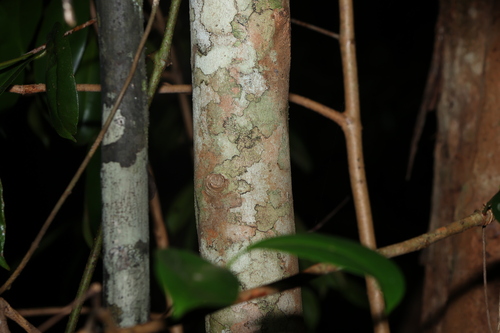 Image of Syzygium johnsonii by (c) Greg Tasney, some rights reserved (CC BY-SA)