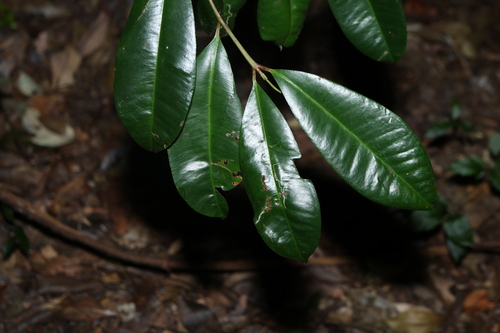 Image of Syzygium johnsonii by (c) Greg Tasney, some rights reserved (CC BY-SA)