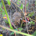 Little Pocket Mouse - Photo Cheryl S. Brehme, USGS, no known copyright restrictions (public domain)
