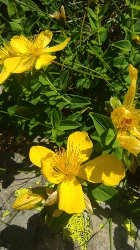 Image of Hypericum richeri by (c) Santiago Martín-Bravo, some rights reserved (CC BY)