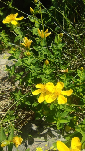 Image of Hypericum richeri by (c) Santiago Martín-Bravo, some rights reserved (CC BY)