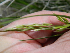 Festuca campestris