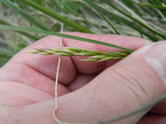 Festuca campestris