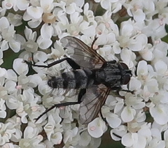 Rhinophoridae