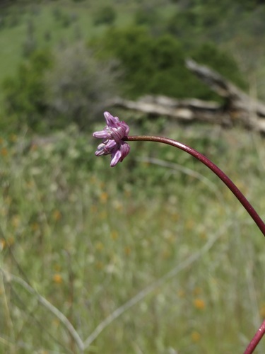 Image of Dichelostemma volubile by no rights reserved