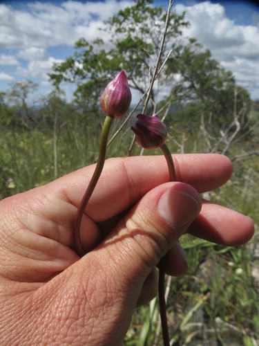 Image of Dichelostemma volubile by no rights reserved