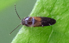Ampedus areolatus