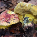 Rosy Autumn Butter Bolete - Photo (c) noah_siegel, some rights reserved (CC BY-NC-SA), uploaded by noah_siegel