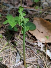 Botrychium matricariifolium