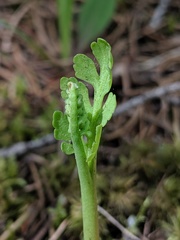 Botrychium matricariifolium