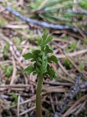 Botrychium matricariifolium