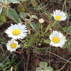 Aphanostephus ramosissimus