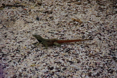 Microlophus delanonis