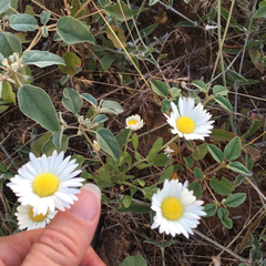 Aphanostephus ramosissimus