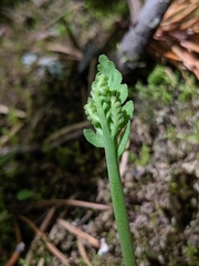 Botrychium minganense