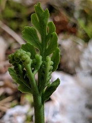 Botrychium acuminatum