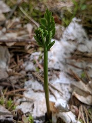 Botrychium acuminatum