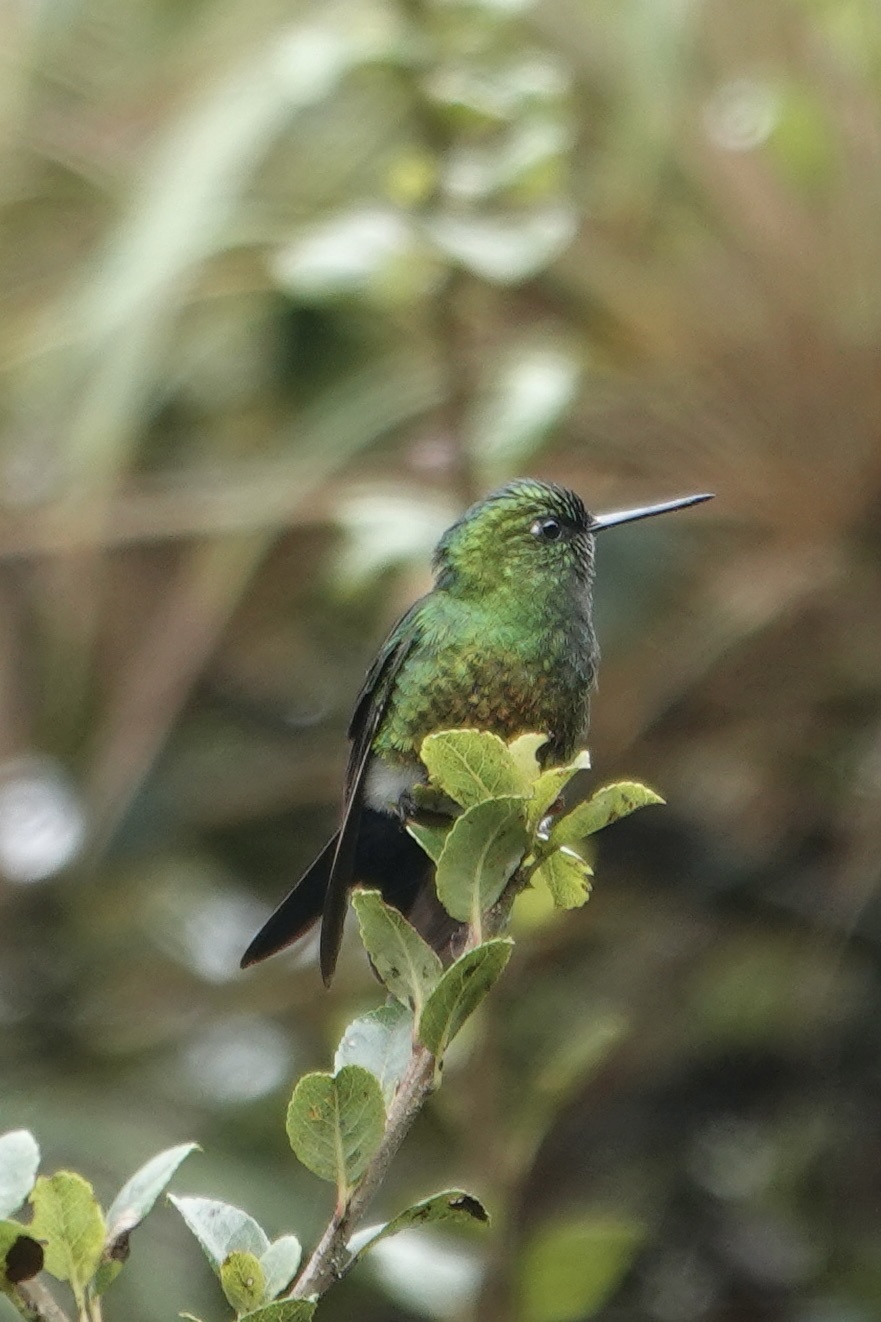 Coppery-bellied Puffleg (Eriocnemis cupreoventris), photo 4