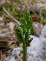 Botrychium acuminatum