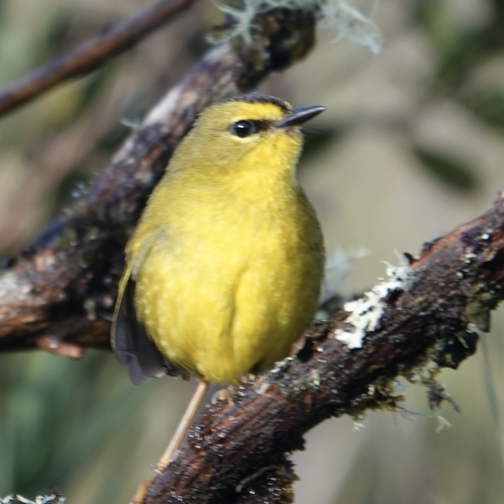 Coppery-bellied Puffleg (Eriocnemis cupreoventris), photo 5