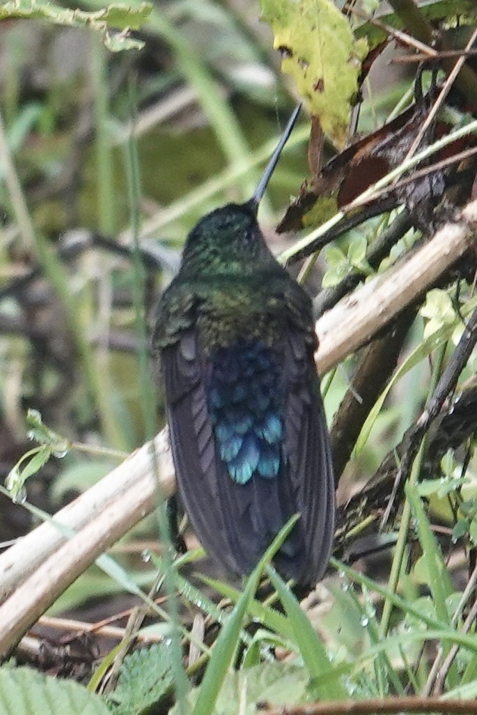 Coppery-bellied Puffleg (Eriocnemis cupreoventris), photo 10