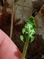 Botrychium spathulatum