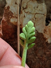 Botrychium spathulatum