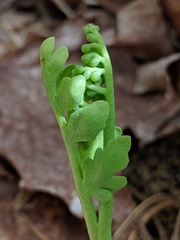 Botrychium michiganense