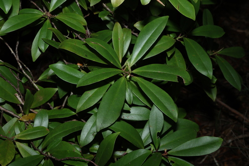 Sand muttonwood (Myrsine arenaria)