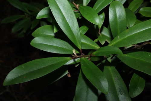 Image of Myrsine arenaria by (c) Greg Tasney, some rights reserved (CC BY-SA)