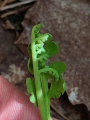 Botrychium michiganense