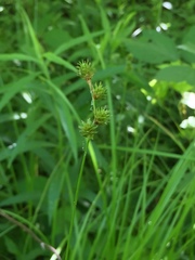 Carex sparganioides